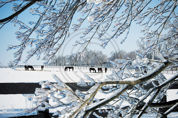 HorsesIce1502
