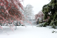 Snow-1393