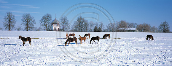 horses-snow