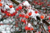 Snow1401