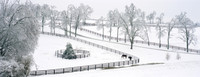 IceStormDarley