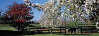 KY Seasons - Spring