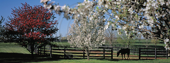 Horse_springblooms