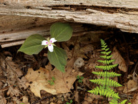 WildflowerWeekend_1219033