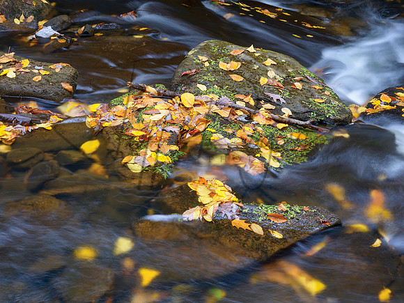 Autumn4772_18x24