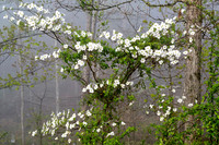 Dogwoods_8161-16x24