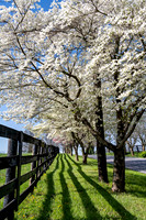 Dogwoods_Fence_7395_14x24