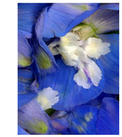 Delphinium_20x26