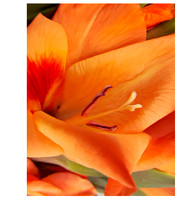 Flower_Glad2983