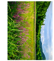 Field_blooms_5269_20x26b