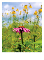 Flower_Shaker5284