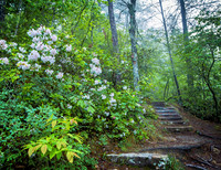 Gorge_Rhodendron0570_20x26