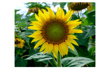 Sunflower_8438_16x20