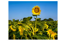 Sunflower_Lone_16x20
