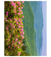 Peace-3437_20x26
