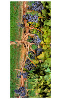 Talon_grapes_38x16