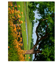 Day_Lillies8390_20x26