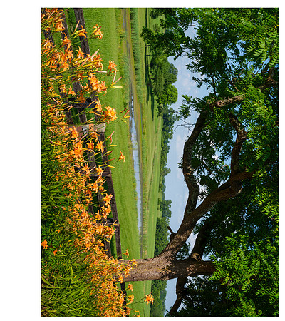 Day_Lillies8390_20x26