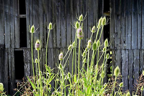 JRP_5158_Radiant