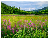 20x26_Field_blooms_5269