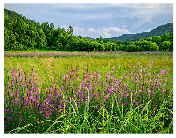20x26_Field_blooms_5269