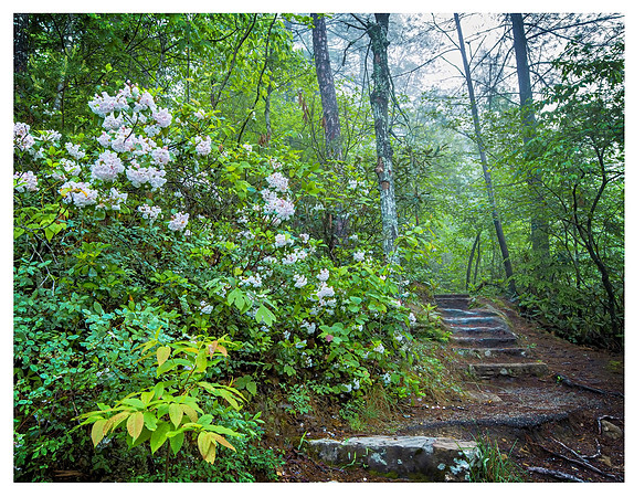 20x26_Gorge_Rhododendron_0570