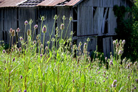 Barn_Thistles5169_16x24