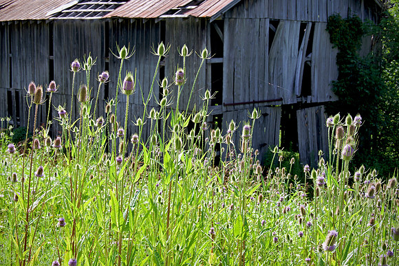 Barn_Thistles5169_16x24