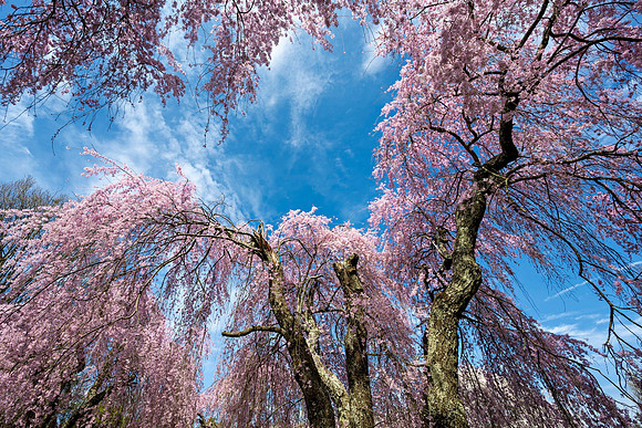 Cherry_Blossoms6427-14x24