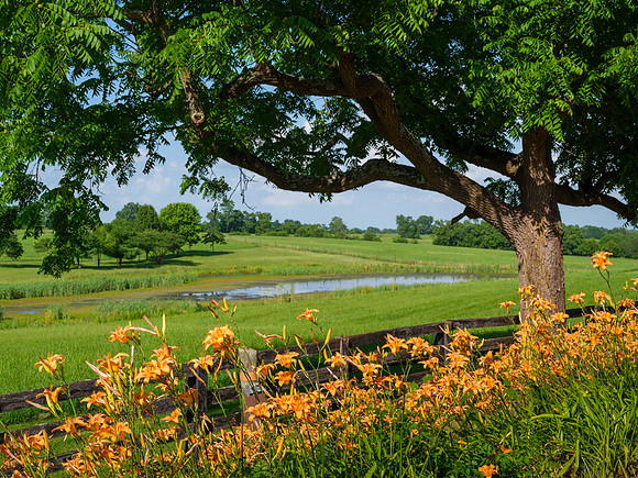 Day_Lillies8390_30x40
