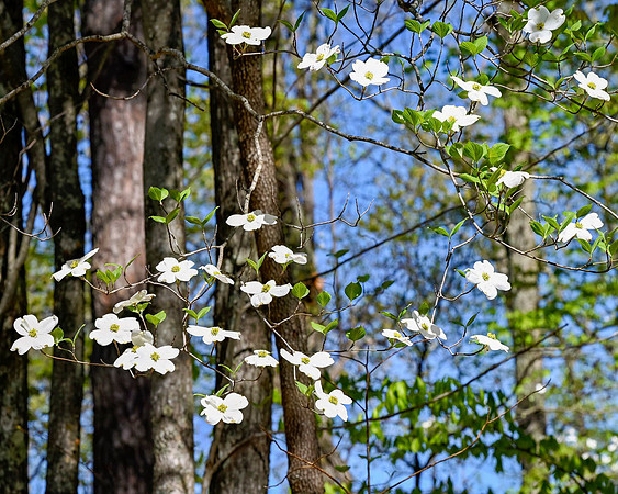 Dogwoods_0348_16x20