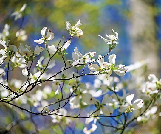 Dogwoods-0312_20x24