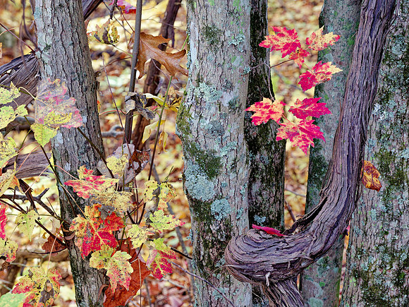 Fall_BSF3750