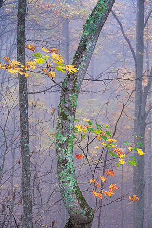 Fall_E_KY-2511