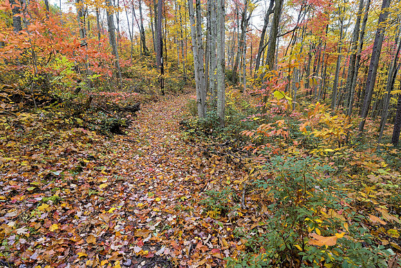 FALL_E_KY3699_32x23-_Radiant