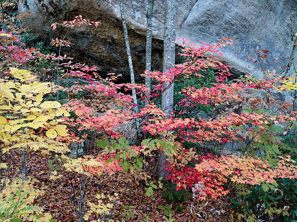 Fall_Kingdom_Come3685