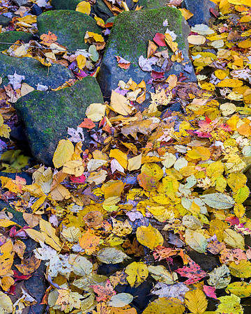 Fall_Water8844_16x20