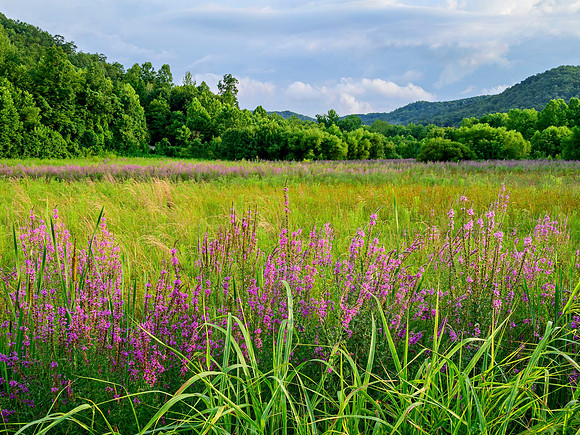 Field_blooms_5269_18x24