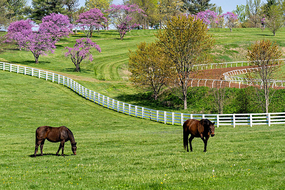 Horses_7603-16x24