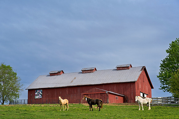 Horses_Red_Barn0984_28