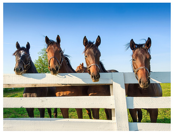 Horses3377_20x26