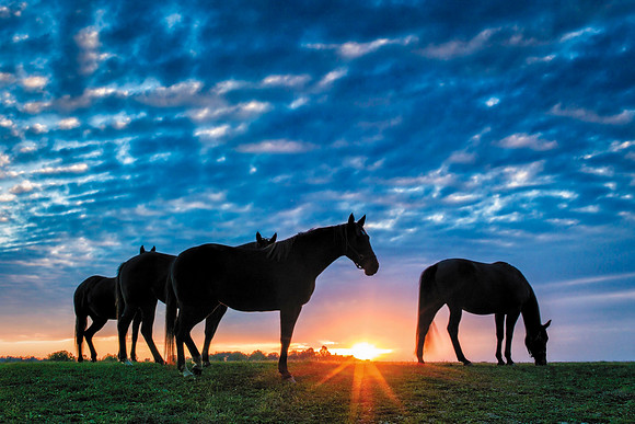 HorseSunset-1222290_16x24