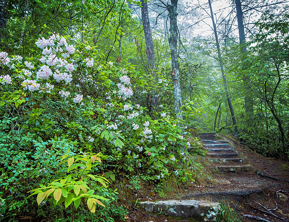 Gorge_Rhodendron0570_20x26