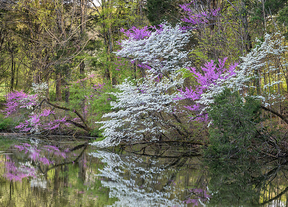 KY_Redbuds_Bernheim-7765