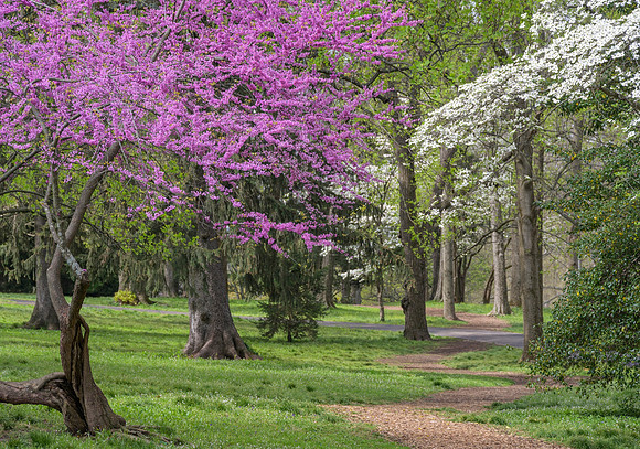 KY-Redwood_Dogwood7326