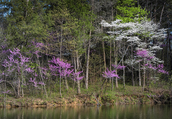 KY-Redbuds_Bernheim7778
