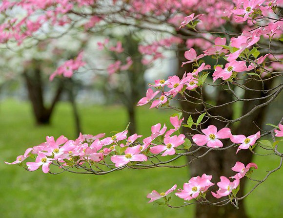 Pink_Dogwood7821_20x26