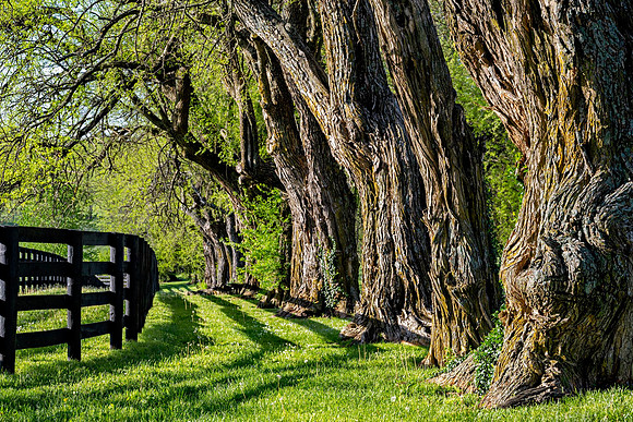 Pisgah_Osage_0033-16x24