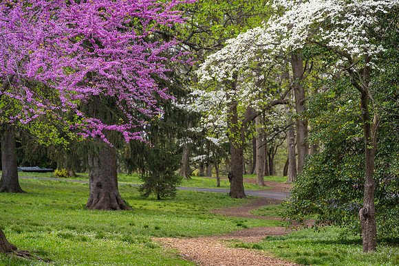 Redbud_Trail_7339-16x24