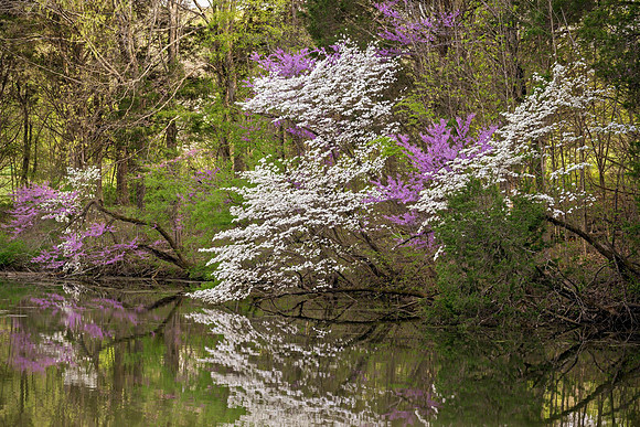 Redbud_Dogwood_7765-16x24